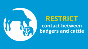 Restrict contact between badgers and cattle