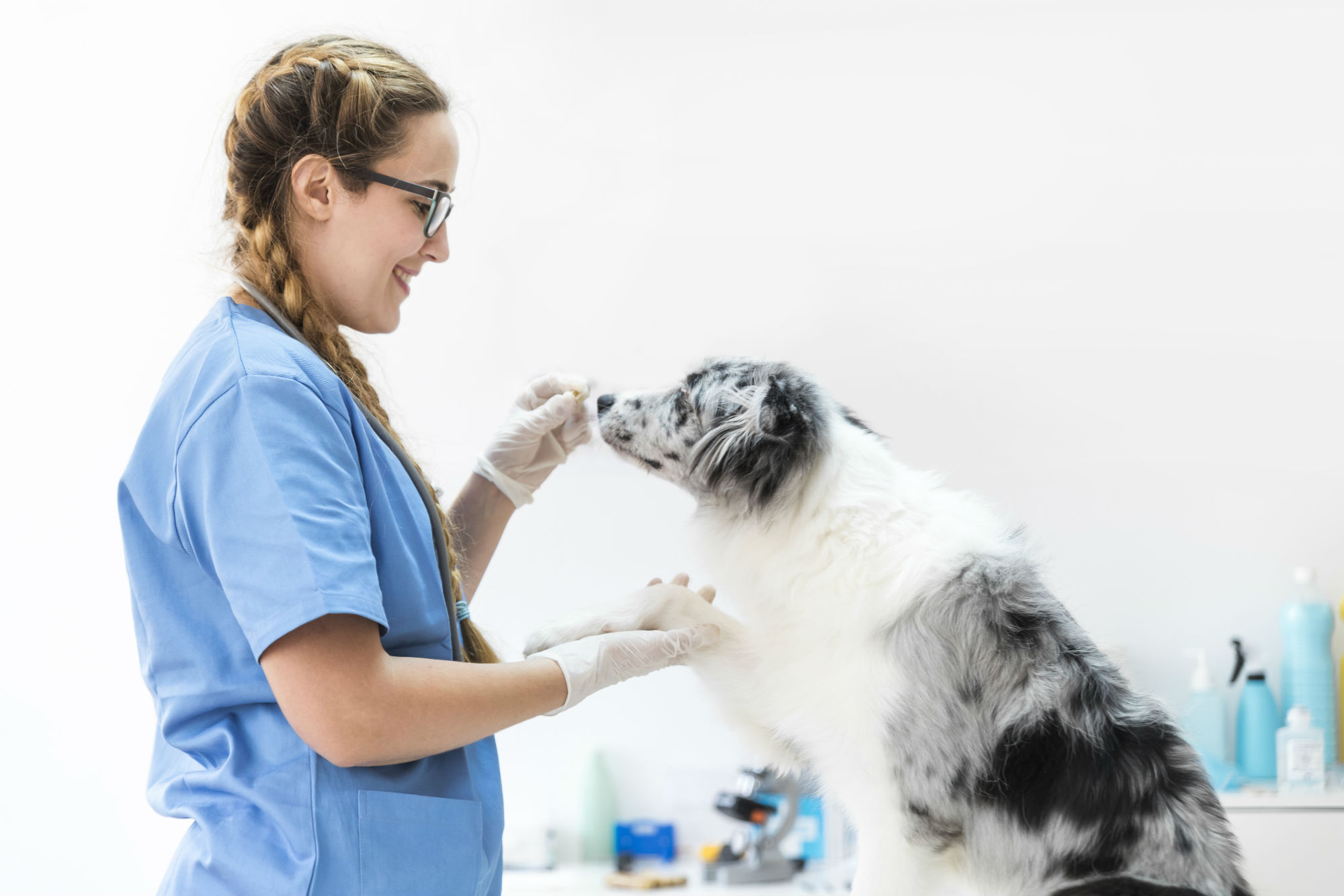 Veterinary Nursing Apprenticeships