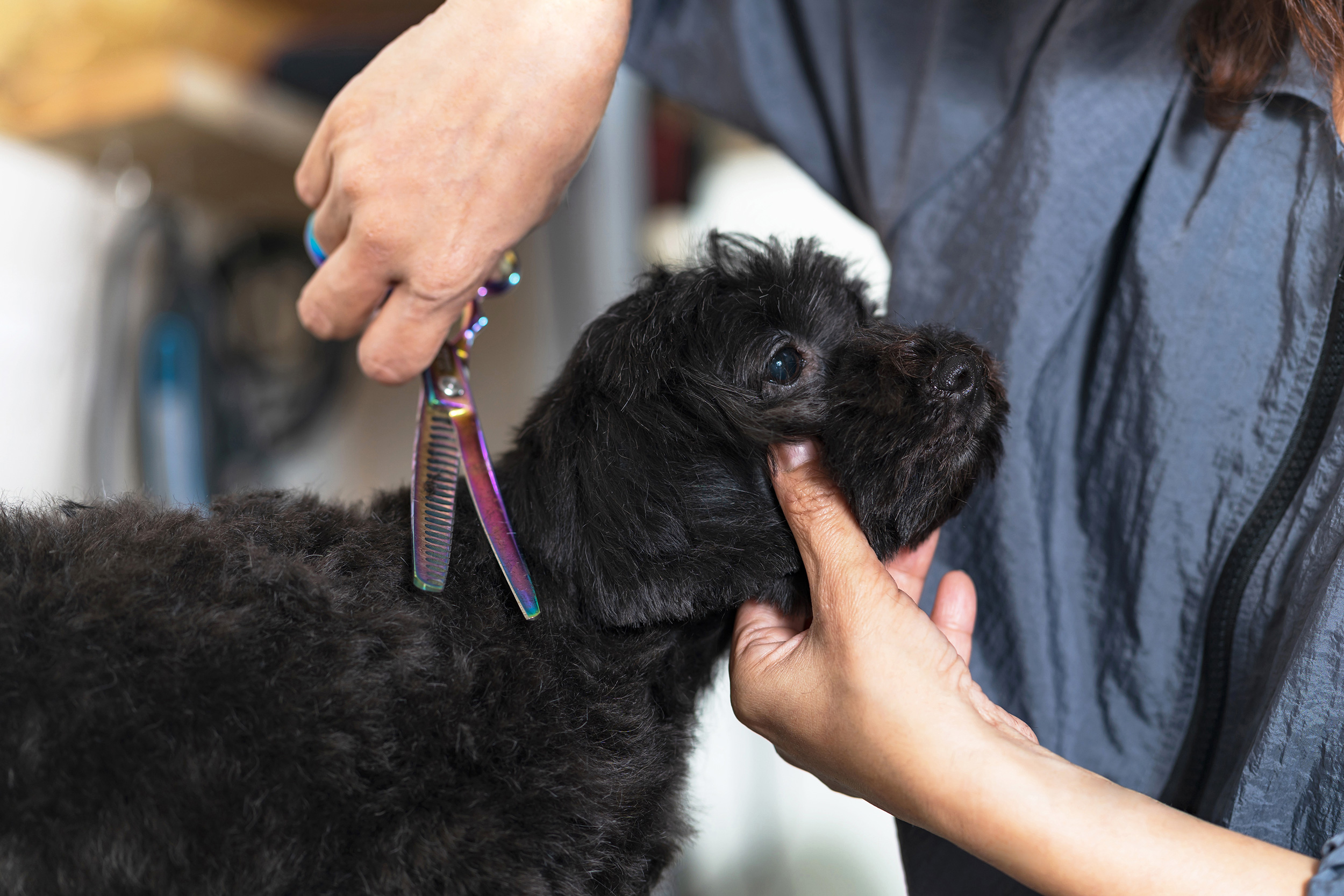 Dog Grooming - Introduction