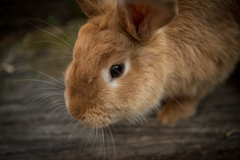 Infectious diseases of rabbits